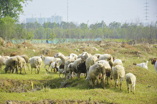 绵羊羊群
