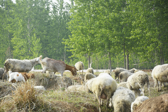 乡村绵羊养殖