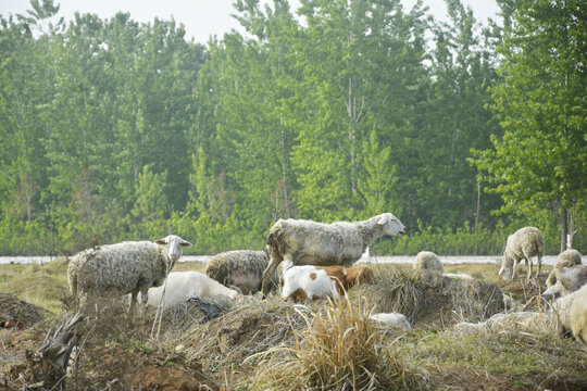 农家羊