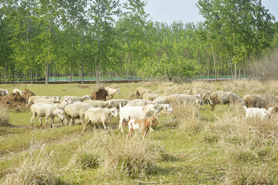 一群绵羊