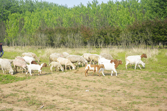 一群吃草的羊