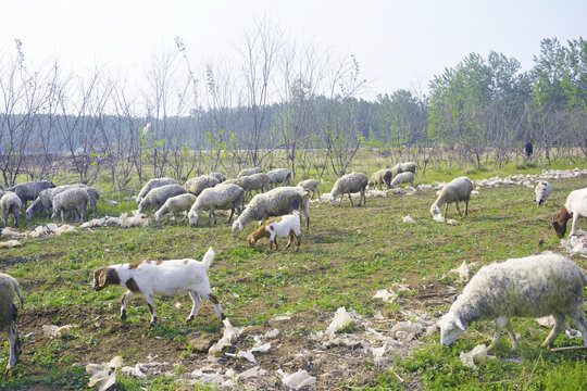 农家放羊