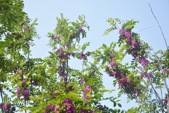 仰拍槐树花