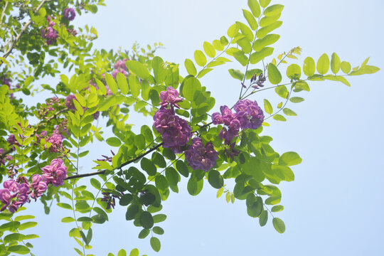 天空花枝