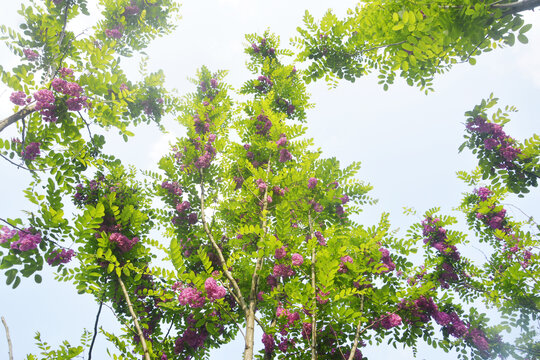 一树紫花