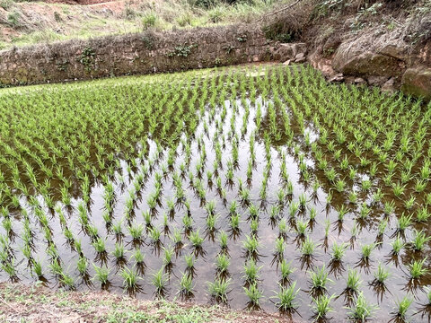 稻田秧田秧苗水稻禾苗