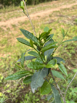 茶叶茶树茶苗