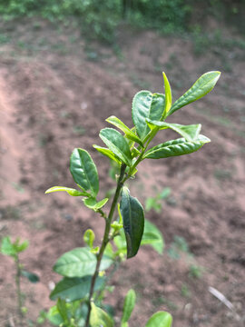 茶叶茶树茶苗