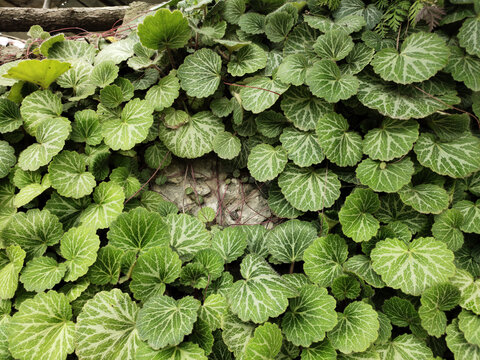 虎耳草背景