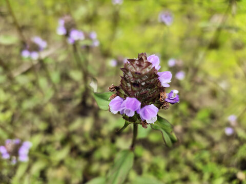 夏枯草果实