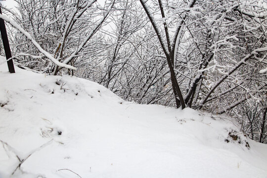 白雪