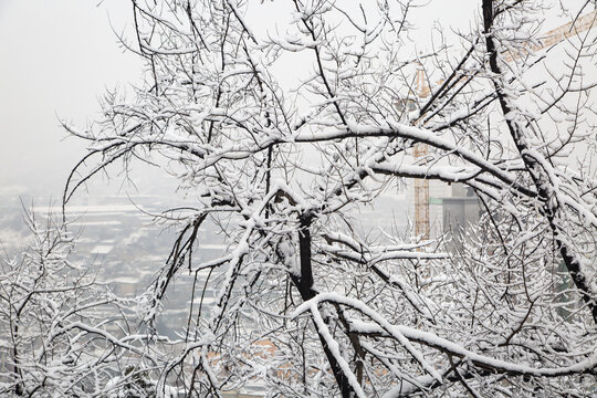 雪压树枝