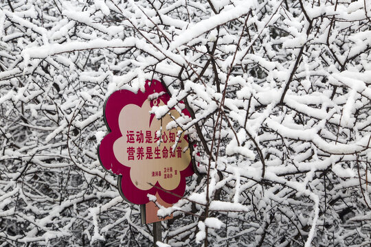 雪树告示