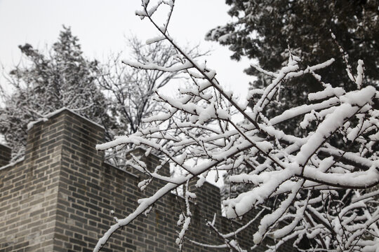 积雪的树梢