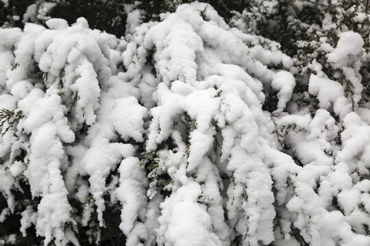 雪压树梢