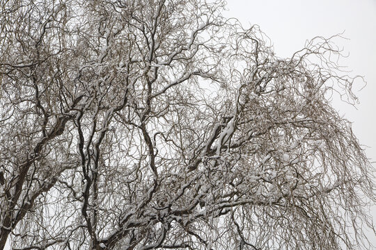 树梢积雪