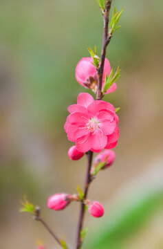 桃花