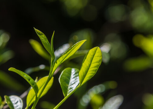 野生茶树芽叶特写