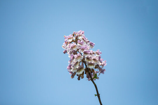 泡桐花