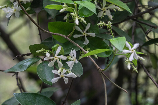 风车茉莉