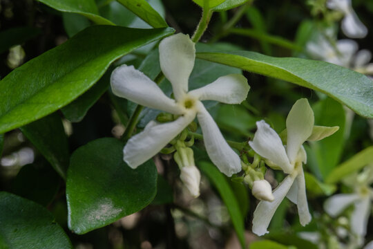 风车茉莉