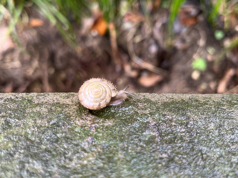 雨后蜗牛