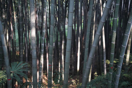 深山竹海竹林竹子步道近景