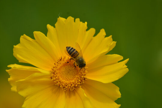 金盏花与小蜜蜂