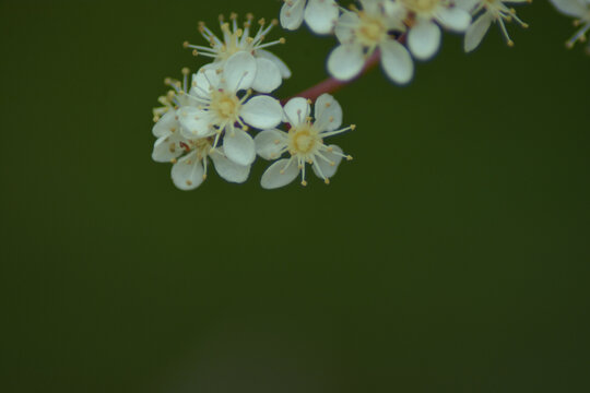 野花