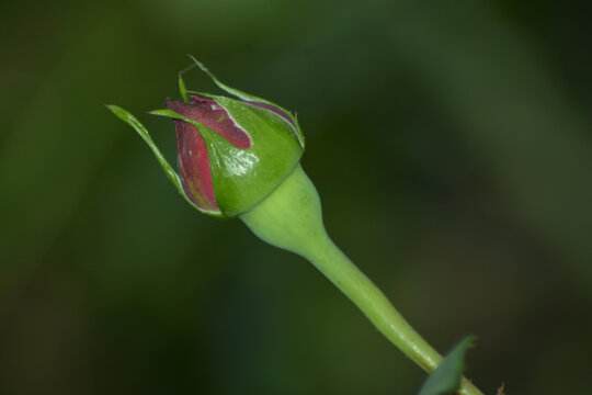 月季花苞