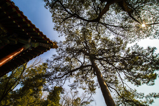 松树油松青松古树