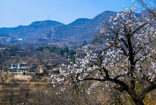 京西山乡春色