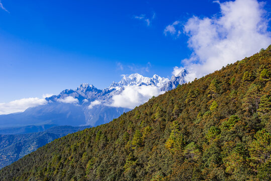 高山森林