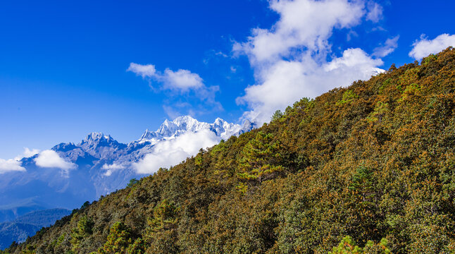 高山森林