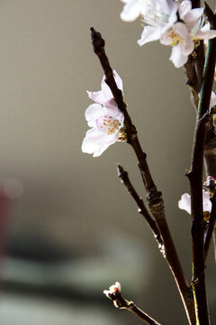 淡粉色桃花