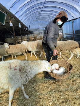羊养殖