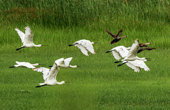 河北张家口洋河栖息的白琵鹭