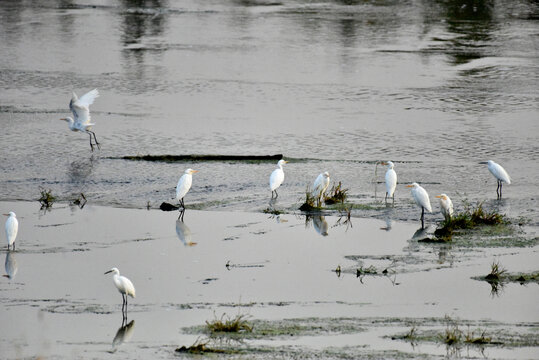 河北张家口洋河栖息的白琵鹭