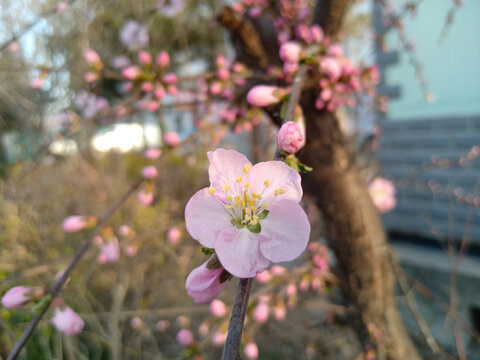 桃花