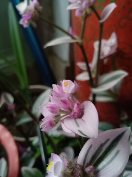 紫叶吊兰