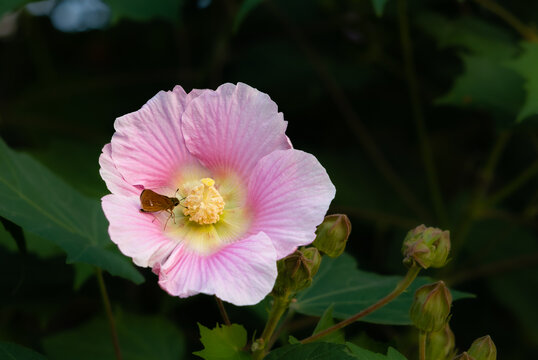 木芙蓉