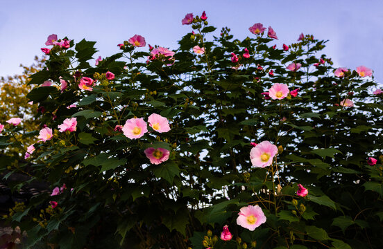 木芙蓉
