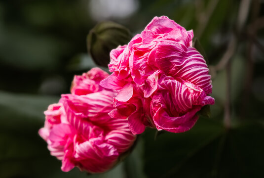 木芙蓉