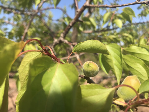 枝头青杏