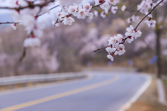 山桃花