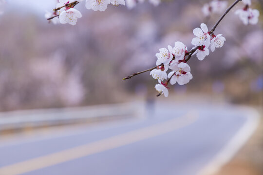 山路桃花