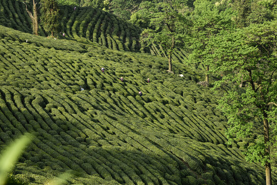 龙井茶山