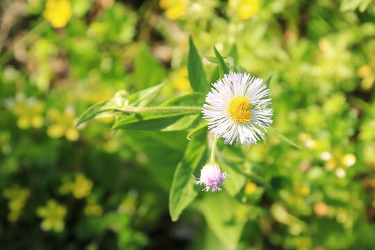 一年蓬花蕊