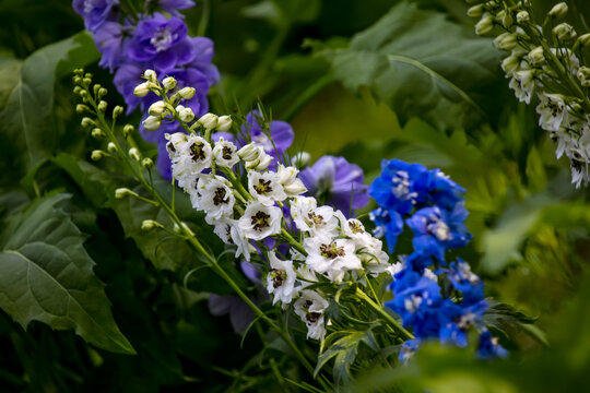 高翠雀花