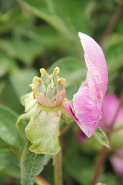 花瓣花蕊